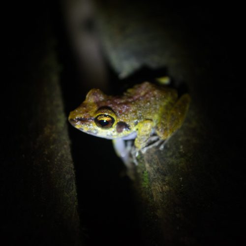 Sapo, Parque do Tumucumaque, foto Dennis Pureza
